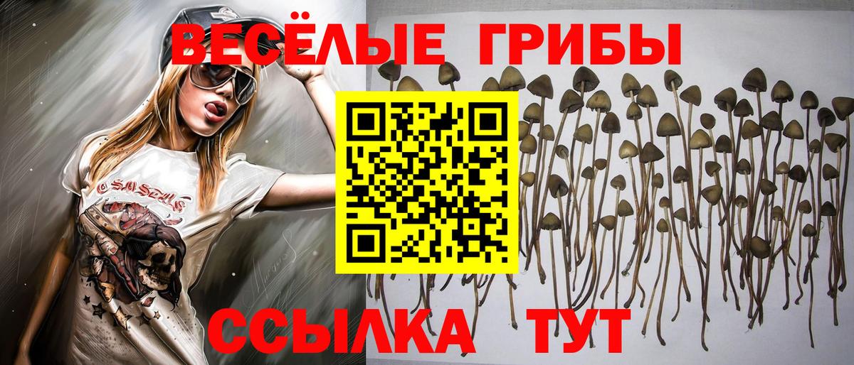 Галлюциногенные грибы Psilocybe  что такое наркотик  Чайковский  Вход с VPN 